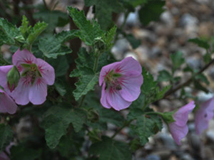 Vivers Càrex - Anisodontea malvastroides